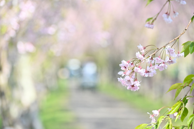 しだれ桜の道