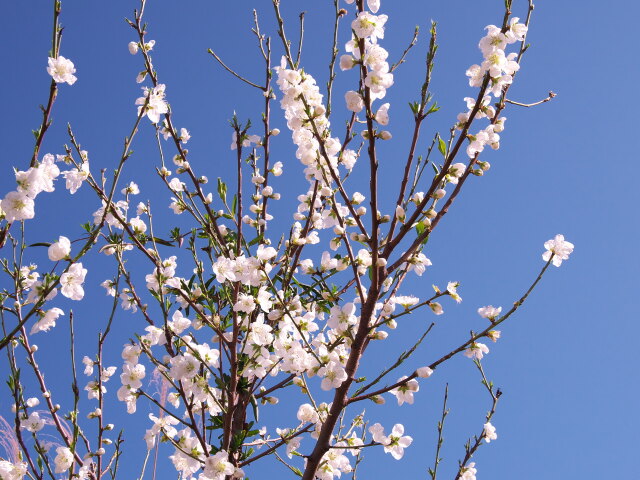 白桃の花