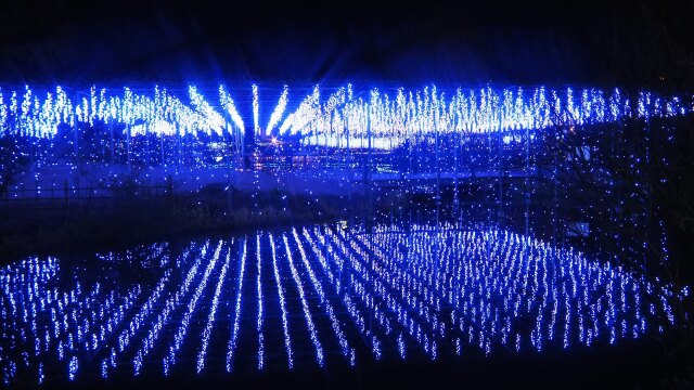 夜のあしかがフラワーパーク