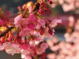 河津町の河津桜