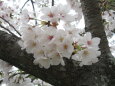 満開の桜