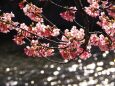 河津町の河津桜