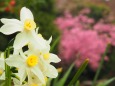 三ッ池公園の水仙とオカメ桜