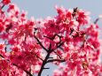 三ッ池公園のオカメ桜