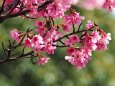 三ッ池公園のオカメ桜