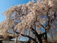 円乗院のしだれ桜