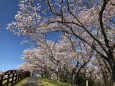 桜の坂道