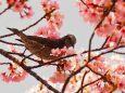 三ッ池公園の陽光桜とヒヨドリ