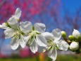 古河公方公園の花桃