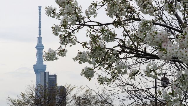 汐入公園の大島桜とスカイツリー