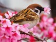 隅田公園の陽光桜と雀