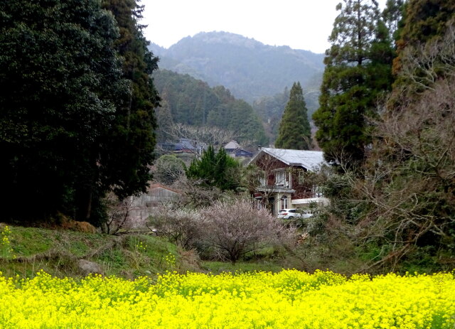 菜の花の春の訪れ 山間集落