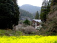 菜の花の春の訪れ 山間集落