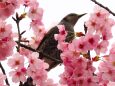 上野恩賜公園の陽光桜とヒヨドリ
