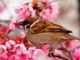 隅田公園の陽光桜と雀