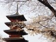 池上本門寺の桜