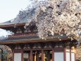 池上本門寺の桜