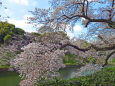 千鳥ヶ淵の桜