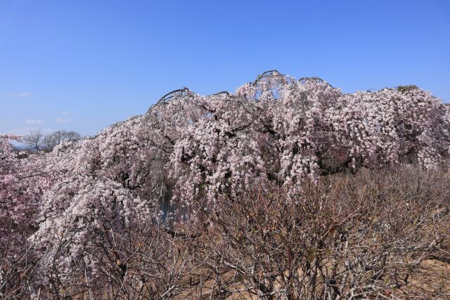 枝垂れ桜