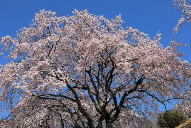 枝垂れ桜-1
