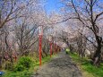 伊勢宮川堤桜