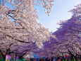 上野公園の桜