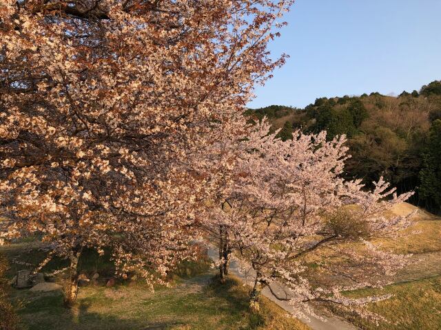 桜咲く