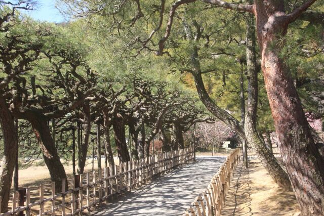 栗林公園の松並木