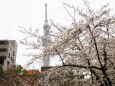 隅田公園の桜とスカイツリー