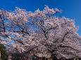 満開の桜