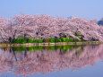 不忍池の桜