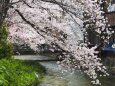 祇園白川の桜