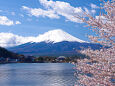 富士山と桜