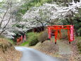 桜の花が咲いた里山の神社