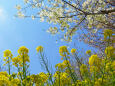 大島桜に菜の花