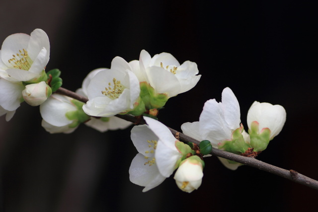 ボケの花