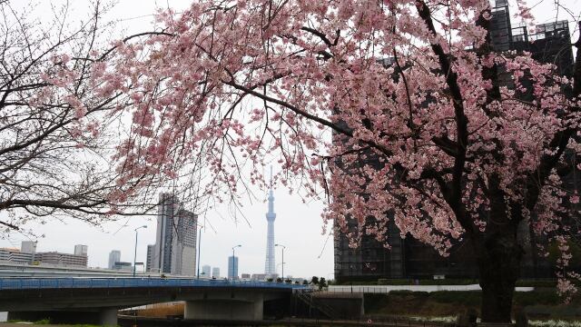 瑞光橋公園のしだれ桜