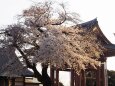 池上本門寺の桜