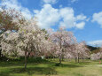桜の季節 6