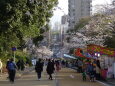 春の訪れ 公園の桜坂