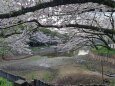 大池の桜天井