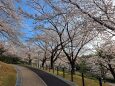 春の散歩道