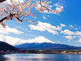 富士山と桜