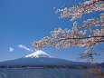 富士山と桜