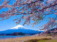 富士山と桜