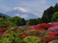 富士山とつつじ