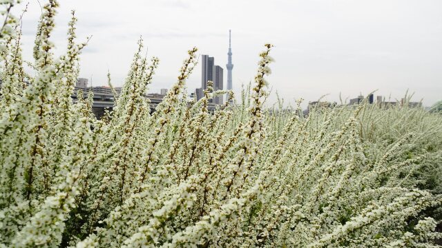 汐入公園の雪柳とスカイツリー