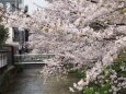 祇園白川の桜