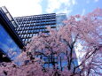 見上げる都会の桜