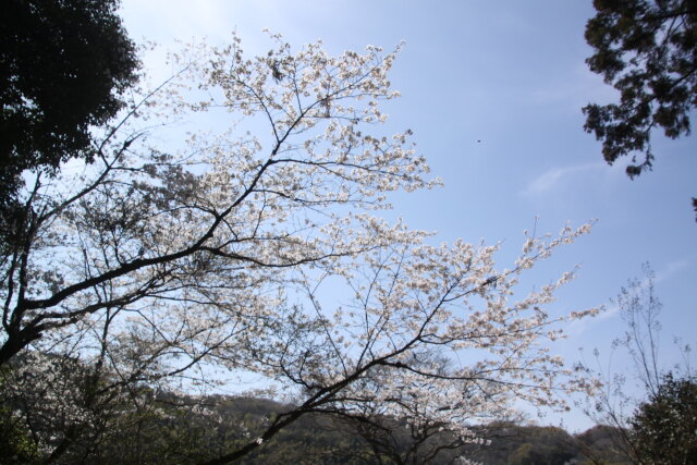 田舎の桜